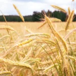 Crops Seeds